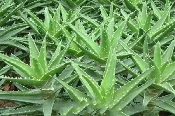 新手如何给多肉施肥 有哪些需要注意的 新手如何给多肉施肥 有哪些需要注意的