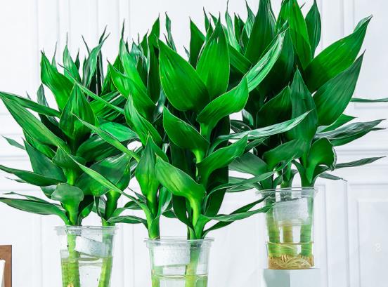 莴笋抽薹的原因是什么 控制技巧总结