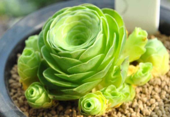 新买的桃美人怎么养护 养护时有哪些注意事项 新买的桃美人怎么养护 养护时有哪些注意事项