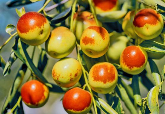 水稻穗上长芽是怎么回事 怎么预防好