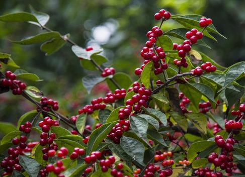 西葫芦如何育苗 西葫芦怎么施肥