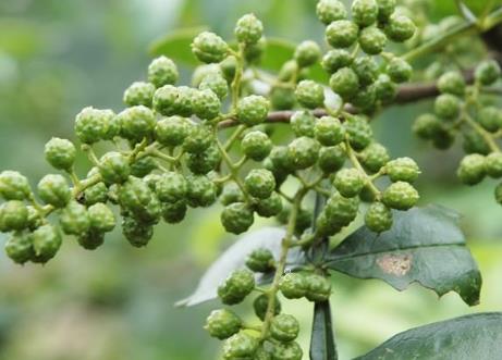 茶蚜虫防治技术 茶树病虫害防治方法总结 茶蚜虫防治技术 茶树病虫害防治方法总结