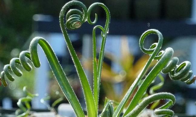 大丽花什么时候种植最好 怎么种植开花旺盛