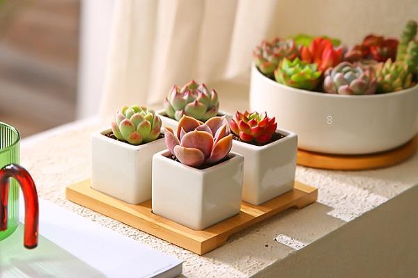 新手如何养好多肉植物 需要注意哪些方面 新手如何养好多肉植物 需要注意哪些方面