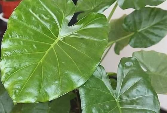 怎么让薄荷生根 水培生根后怎么养护