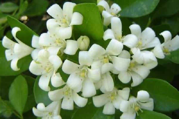 六月雪怎么养 有哪些注意事项