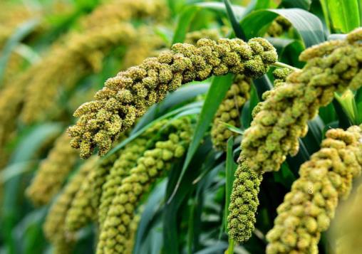 小麦病虫害防控技术 小麦怎么养殖