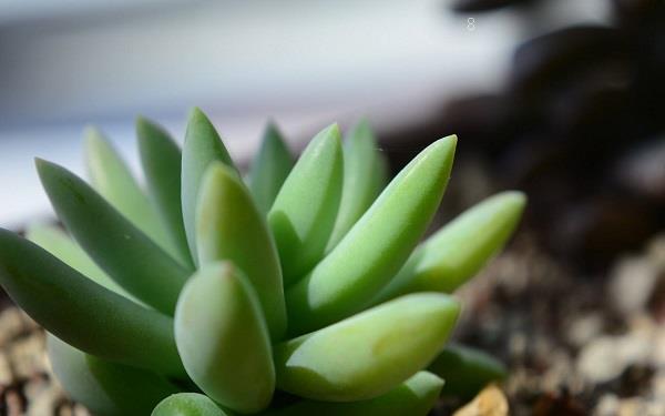 如何无土养殖多肉植物 需要准备什么 如何无土养殖多肉植物 需要准备什么