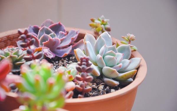 多肉植物的叶片为什么软塌塌 如何处理