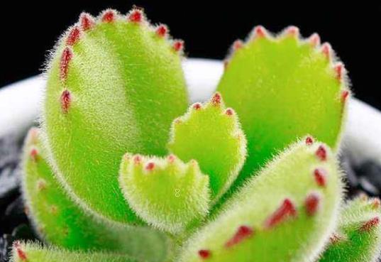 女雏多肉怎么养护 多久能养爆盆