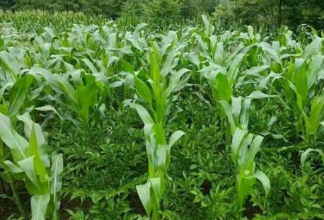 水稻为什么会倒伏 要如何改善