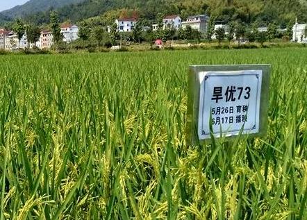 山药烂种死苗的原因是什么 如何控制处理 山药烂种死苗的原因是什么 如何控制处理