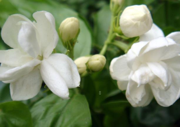 矾根如何养殖 地栽时有哪些注意事项