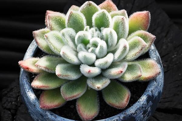 黛比黄叶掉落怎么办 叶子发黄补救解决方法 黛比黄叶掉落怎么办 叶子发黄补救解决方法