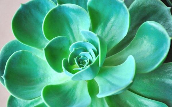 多肉一盆种几株 常用的花盆有几种 多肉一盆种几株 常用的花盆有几种