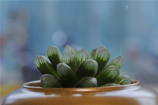 哪几种多肉最难养 好养的多肉有什么