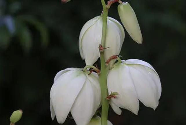 七叶一枝花如何种植 科学管理方法是什么 七叶一枝花如何种植 科学管理方法是什么