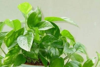 室内养什么花最好 家中养花的好处有什么 室内养什么花最好 家中养花的好处有什么