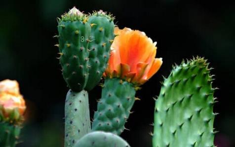 吉娃莲怎么浇水 有哪些注意事项 吉娃莲怎么浇水 有哪些注意事项