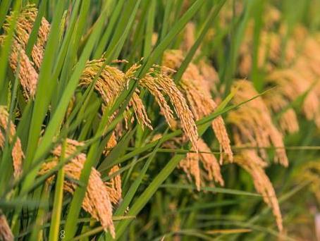 水稻病虫害绿色防治方法是什么 有哪些注意事项 水稻病虫害绿色防治方法是什么 有哪些注意事项