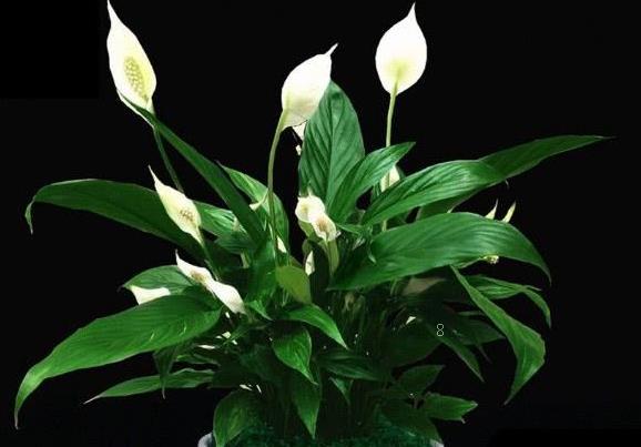 多肉长高怎么修剪 修剪后如何管理