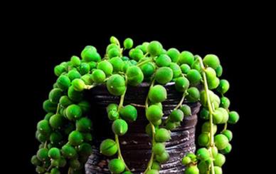 多肉植物多久浇一次水 多肉怎么浇水