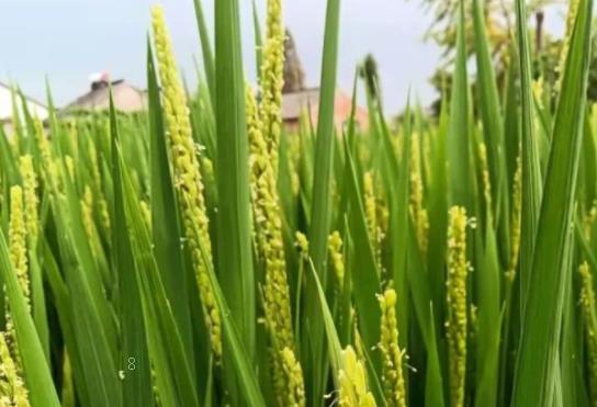 水稻优质高产栽培技术是什么 如何防治水稻病虫害