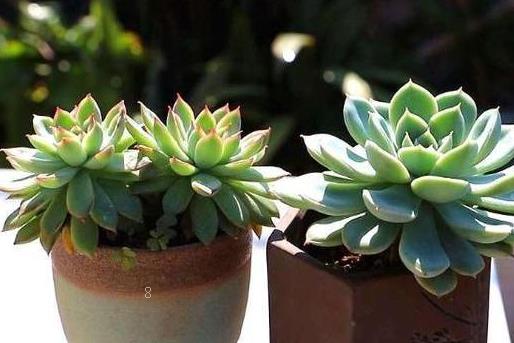 仙人掌为什么能不浇水 养护时应该注意些什么