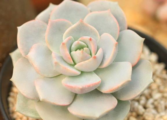 多肉下面的叶子枯萎是什么原因 补救措施有哪些