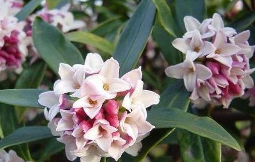 如何让金鱼吊兰快速开花 养护时应该注意些什么