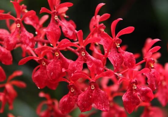 发财树叶子发黄怎么回事 补救措施有哪些