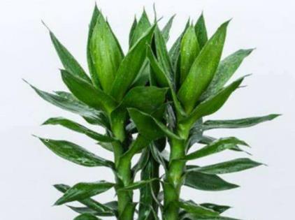 香樟树叶子发黄焦叶怎么办 香樟树的养殖方法