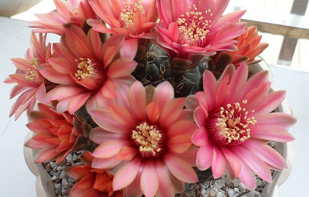 多肉怎么养 如何进行水肥管理 多肉怎么养 如何进行水肥管理