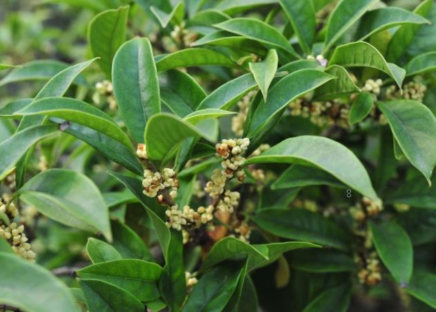 茶花常见病虫害防治 茶花病虫害用什么药