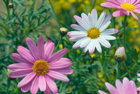 凌霄花对光照的要求 对土壤的酸碱度有什么要求