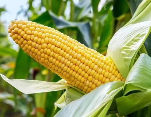 温宿县水稻拔节期至抽穗期 水稻田间管理措施总结 温宿县水稻拔节期至抽穗期 水稻田间管理措施总结