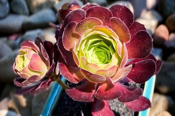 如何养好多肉根系 哪些因素最重要 如何养好多肉根系 哪些因素最重要