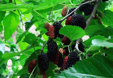 冬枣全年如何科学管理 高效种植方法是什么 冬枣全年如何科学管理 高效种植方法是什么