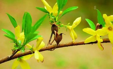 普洱茶树在北方怎样种植 茶树养护技巧
