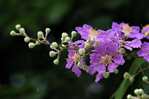 杜鹃花花期的养护方法是什么 需要注意哪些方面 杜鹃花花期的养护方法是什么 需要注意哪些方面