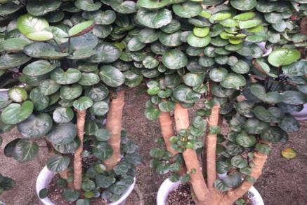 家里为什么不能养观音竹 观音竹适合摆放在哪里