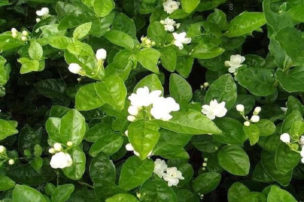 迎春花烂根怎么办 补救方法有哪些