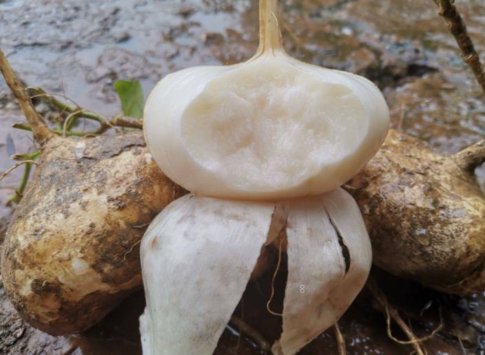 玉米花粒期要如何管理 有哪些注意事项