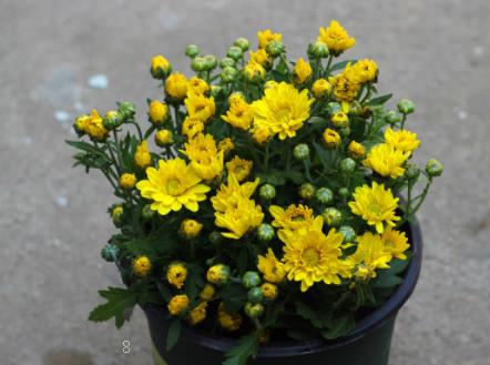 龙骨花的养殖方法 如何进行病虫害防治