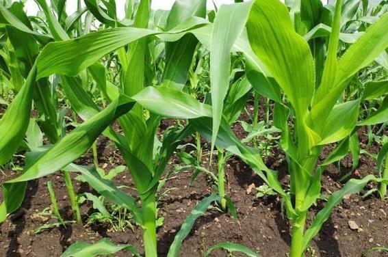 玉米种植注意事项 玉米养殖怎么管理水肥 玉米种植注意事项 玉米养殖怎么管理水肥