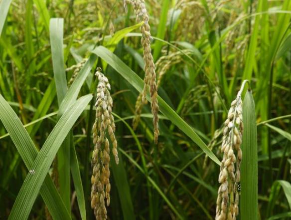 水稻赤枯病的症状是什么 防治方法有哪些 水稻赤枯病的症状是什么 防治方法有哪些