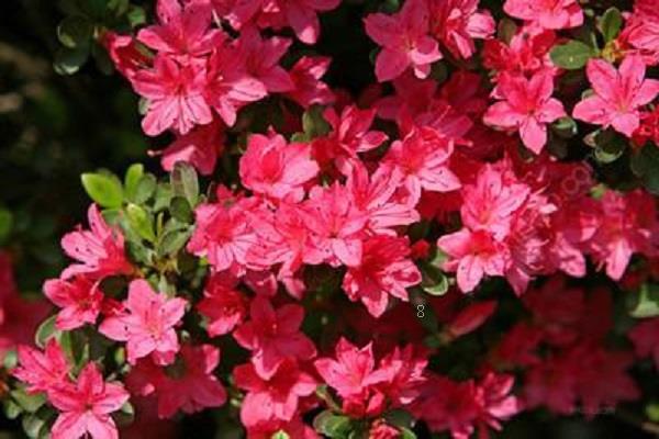 珊瑚花叶子发黄怎么办 叶子发黄的原因及处理方法