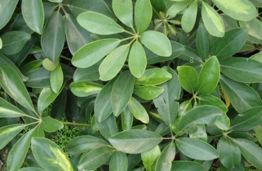 大罗伞树的养殖方法是什么 养殖时注意事项有哪些