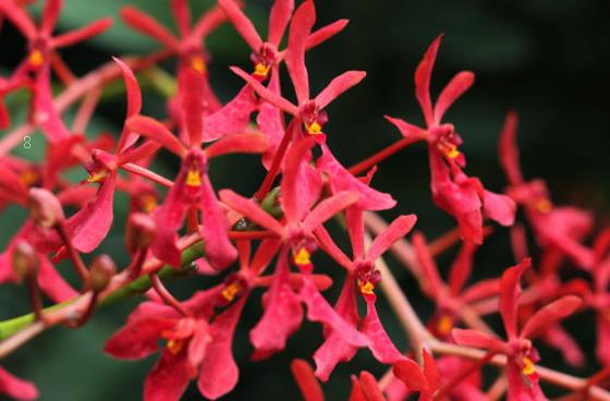 毛地黄花后怎么处理 养护时的注意事项有哪些 毛地黄花后怎么处理 养护时的注意事项有哪些