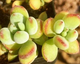 白眉多肉怎么养 白眉需要注意哪些事项